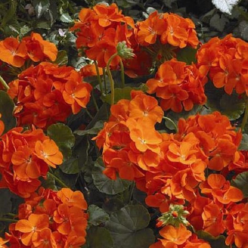 Geranium Ivy, Geranium Creeper (Multicolor) - Plant
